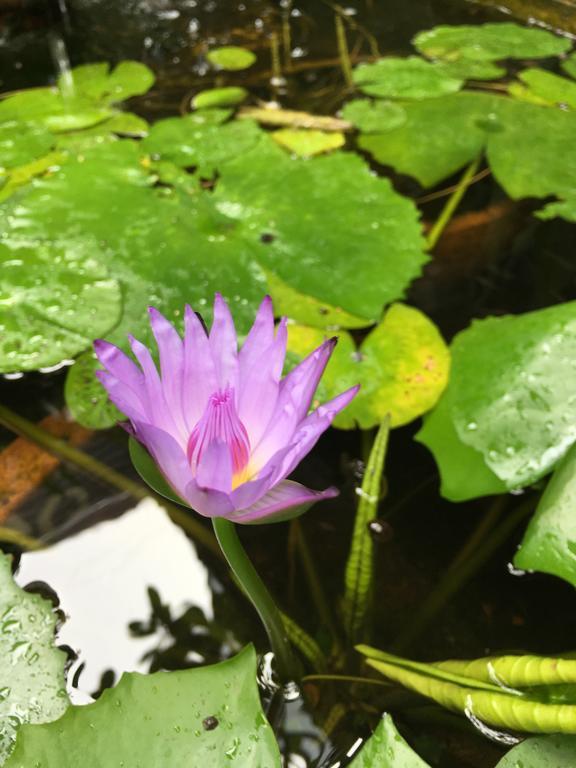 Baan Thalang @ Chiang Mai Hotel Buitenkant foto